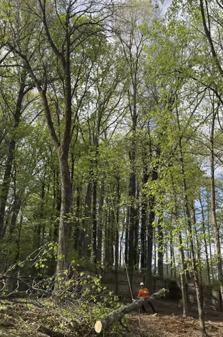 24/7 emergency tree services in Arlington Heights, IL